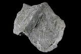 Pyrite Replaced Brachiopod (Paraspirifer) - Ohio #85558-2